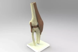 anatômico modelo joelho 3d impressão trio anatomia ciencia 3d print model - Mito3D