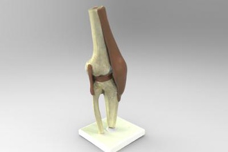 anatomisches Modell, Knie Wissenschaft 3D-Druck-Modell, 3D-Druck-Datei, 3D-druckbares 3D-Druck, design, 3d-print, Anatomisch, Knie, Anatomie, scinece 3d print model - Mito3D