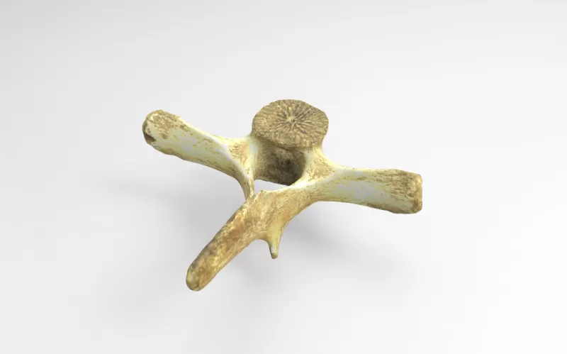 anatomical vertebrae mammal 3d printing model - threeding nature anatomy vertebra scuence 3D print model - Mito3D
