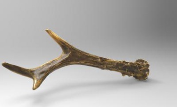antlers male deer science 3D printing model, file, printable design, 3d print, Antlers, male, deer, animal, anatomy, 3d print model - Mito3D