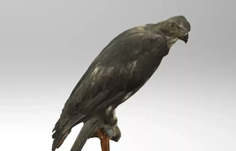 aquila heliaca eastern imperial eagle 3d printing model - threeding bird europe africa asia 3d print model - Mito3D