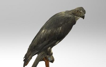 aquila heliaca eastern imperial eagle nature 3D printing model, file, printable design, 3d print, Eastern, imperial, eagle, bird, europe, asia, africa, Aquila, heliaca, 3d print model - Mito3D