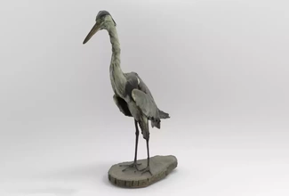 Ardea Kino grau Reiher 3d Drucken Modell dreiding Vogel Natur Tier Europa Vögel Asien 3d print model - Mito3D