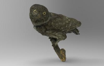 mocho-galego athene noctua natureza 3D modelo de impressão, a impressão arquivo design, 3d, Athene, noctua, pouco, coruja, natureza, animais, aves, pássaros 3d print model - Mito3D