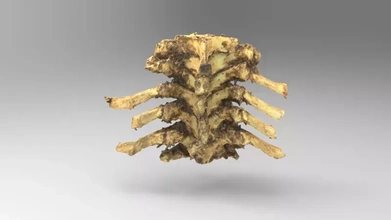 columna vertebral costillas 3d impresión modelo trío anatomía Ciencias humano hueso estructura 3d print model - Mito3D