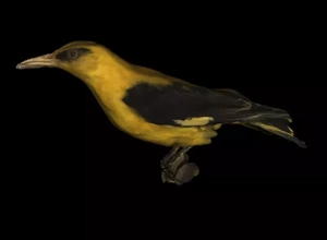 black naped oriol 3d impresión modelo trío pájaro naturaleza negro animal amarillo nuca oriolo chinensis 3d print model - Mito3D