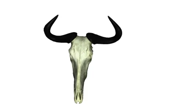 azul ñu cráneo 3d impresión modelo trío naturaleza animal 3d print model - Mito3D