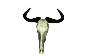 blue wildebeest skull nature 3D printing model, file, printable design, 3d print, blue, wildebeest, skull, animal, nature, gnu 3d print model - Mito3D