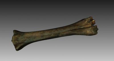 l'os bovin antiquités et historique 3D modèle d'impression, l'impression fichier, imprimable modèle, en de conception, d'impression 3d, l'espèce Bovine, des os, la couleur 3d print model - Mito3D
