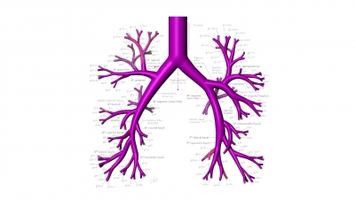 bronşiyal ağaç 3d model bilim 3D baskı modeli, dosya, yazdırılabilir model, tasarım, 3 boyutlu baskı, bronş, anatomi, akciğer, solunum, biyoloji, eğitim, tıp, biyomedikal, organ, Göğüs Hastalıkları, respirology, 3D print model - Mito3D