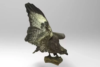 buteo common buzzard 3d printing model - threeding bird nature animal europe birds asia 3d print model - Mito3D