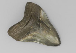 carcharocles megalodon tooth fossil science 3D printing model, file, printable design, 3d print, palaeontology, science, Dinosaur, artec, fossil, prehistoric, Carcharocles, megalodon, tooth, shark 3d print model - Mito3D