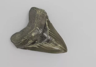 prisonocles megalodon dente fossile 3d stampa modello treding dinosauro scienza squalo preistorico paleontologia artec 3d print model - Mito3D