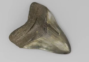 Prisonocles megalodon diente fósil 3d impresión modelo trío dinosaurio Ciencias tiburón prehistórico paleontología artec 3d print model - Mito3D