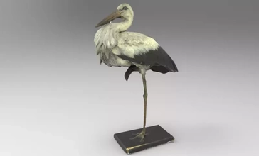 ciconia white stork 3d printing model - threeding bird nature animal birds 3d print model - Mito3D