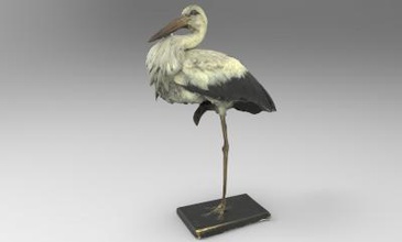 ciconia white stork nature 3D printing model, file, printable design, 3d print, Ciconia, ciconia, white, stork, bird, birds, animal, 3d print model - Mito3D