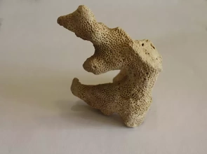 Koralle 3d Drucken Modell dreiding Natur Pflanzen Ozean Textur Pazifik 3d print model - Mito3D