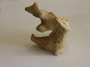coral natureza 3D modelo de impressão, a impressão arquivo design, 3d, coral, natureza, plantas, textura, pacífico, oceano 3d print model - Mito3D
