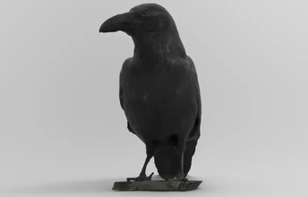 corvus corax common raven 3d printing model - threeding bird nature animal birds northern 3d print model - Mito3D