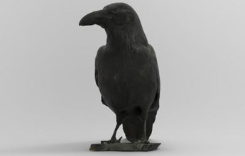 corvus corax common raven nature 3D printing model, file, printable design, 3d print, Corvus, corax, common, raven, northern, bird, birds, animal, 3d print model - Mito3D