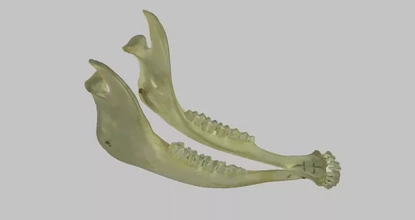 vache mandibule 3d impression modèle trio animal antomie 3d print model - Mito3D