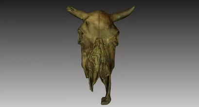 vaca cráneo 3d impresión modelo trío animal histórico 3d print model - Mito3D