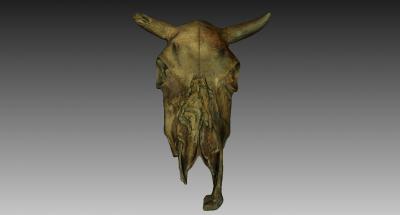 vaca crânio natureza 3D modelo de impressão, a impressão arquivo design, 3d, vaca, crânio, animal, histórico 3d print model - Mito3D