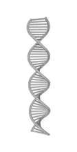 Desoxyribonukleinsäure Acid 3d Drucken Modell dreiding 3d print model - Mito3D