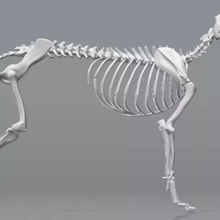 dog skeleton - 3d printing model threeding 3d print model - Mito3D