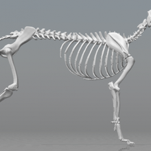 chien squelette science 3D impression modèle fichier imprimable conception 3d 3d print model - Mito3D