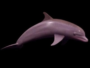 dolphin-3d-model 3D printing model, file, printable design, 3d print, dolphin-3D-Model 3d print model - Mito3D