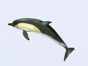 dolphin-3d-model 3d printing model - threeding dolphin 3d print model - Mito3D