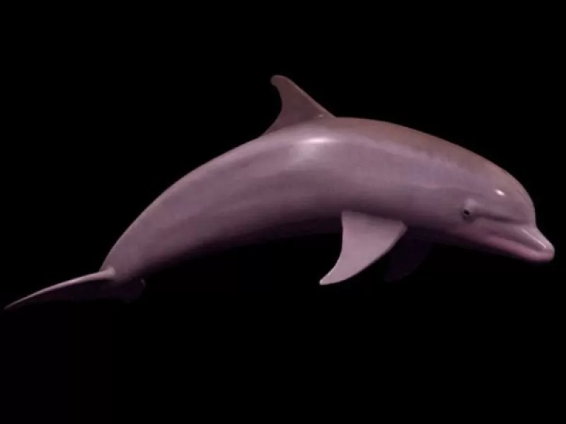 dolphin 3d model impression modèle trio dauphin 3D print model - Mito3D