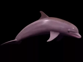 dolphin 3d model Drucken Modell dreiding Delfin 3d print model - Mito3D