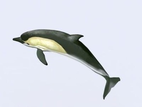 dolphin-3d-model 3D printing model, file, printable design, 3d print, dolphin-3D-Model 3d print model - Mito3D
