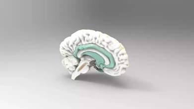 éducation modèle cerveau 3d impression trio anatomie science Humain 3d print model - Mito3D