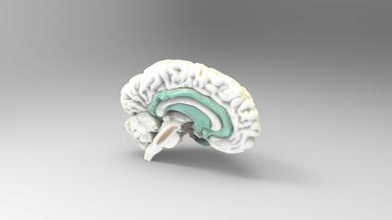 education model brain science 3D printing model, 3D printing file, 3D printable model, 3D printing design, 3d print, anatomy, science, human, brain