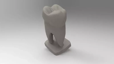 éducation modèle Humain dent 3d impression trio anatomie science OS 3d print model - Mito3D