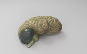 educacional modelo cérebro 3d impressão trio anatomia Ciência humano 3d print model - Mito3D