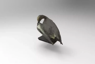 eurasian wigeon 3d printing model - threeding bird nature animal duck birds widgeon 3d print model - Mito3D