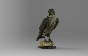 falco peregrinus pellegrino natura La stampa 3D, modello, file di 3D stampabile la progettazione, 3d, Falco peregrinus, Pellegrino, falco, uccello, animale, 3d print model - Mito3D