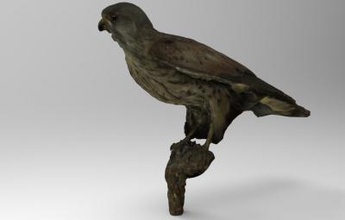 falco tinnunculus peneireiro-vulgar natureza 3D modelo de impressão, a impressão arquivo design, 3d, Falco tinnunculus, comum, kestrel, pássaro, animal, natureza, pássaros 3d print model - Mito3D