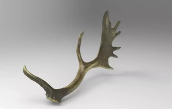 fallow deer antlers 3d printing model - threeding nature animal anatomy 3d print model - Mito3D