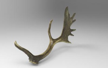 fallow deer antlers science 3D printing model, file, printable design, 3d print, fallow, deer, antlers, anatomy, animal, nature 3d print model - Mito3D