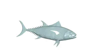 balık Tuna 3d model baskı üçleme 3d print model - Mito3D
