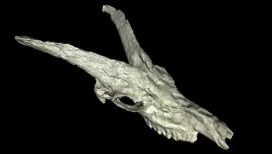 fóssil chifrudo animal 3d impressão modelo trio natureza dinossauro scence 3d print model - Mito3D