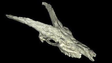 fósseis de chifres animais ciência 3D modelo impressão, a impressão arquivo design, 3d, fósseis, com chifres, animais, dinossauros, natureza, scence 3d print model - Mito3D