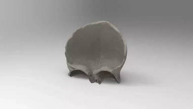 frontal hueso 3d impresión modelo trío anatomía Ciencias humano huesos calaveras 3d print model - Mito3D