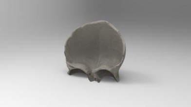 frontal bone science 3D printing model, file, printable design, 3d print, skulls, anatomy, human, bones, science, 3d print model - Mito3D