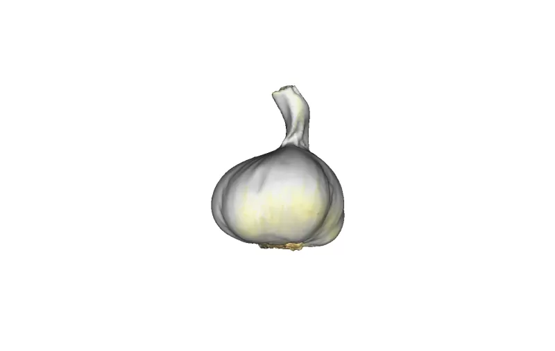 garlic 3d printing model - threeding nature plants 3D print model - Mito3D